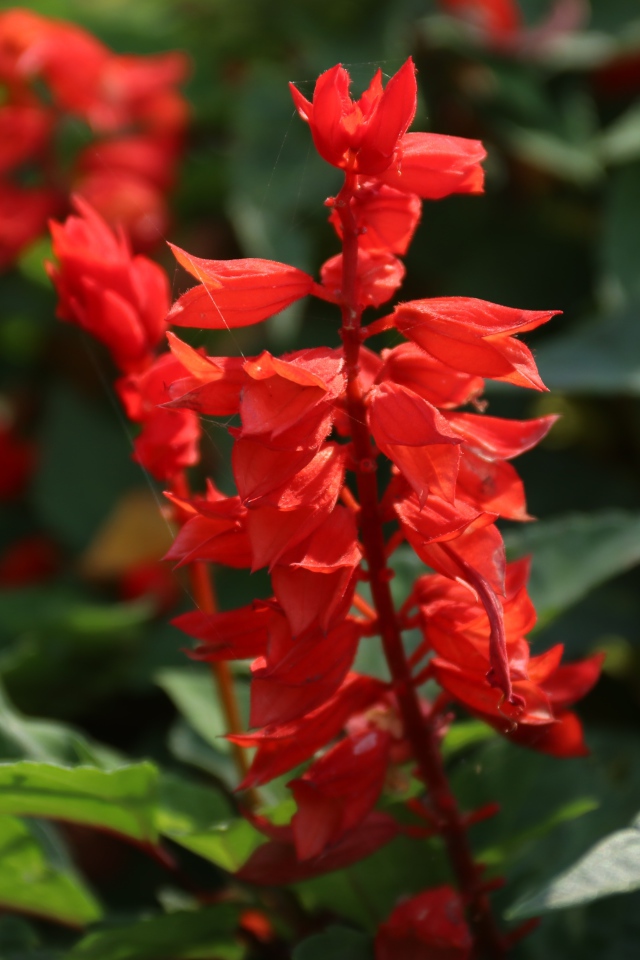 Красные садовые цветы сальвия крупным планом