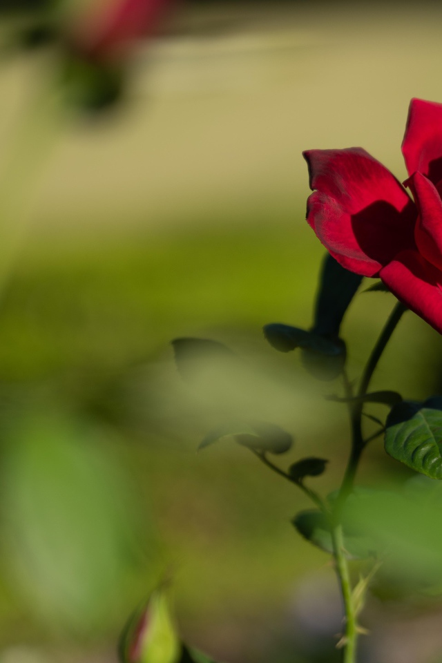 Красный садовый цветок розы в лучах солнца