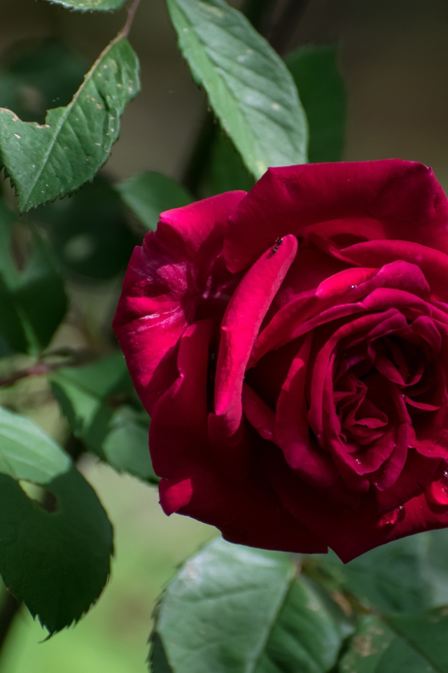 Красная садовая роза с зелеными листьями крупным планом