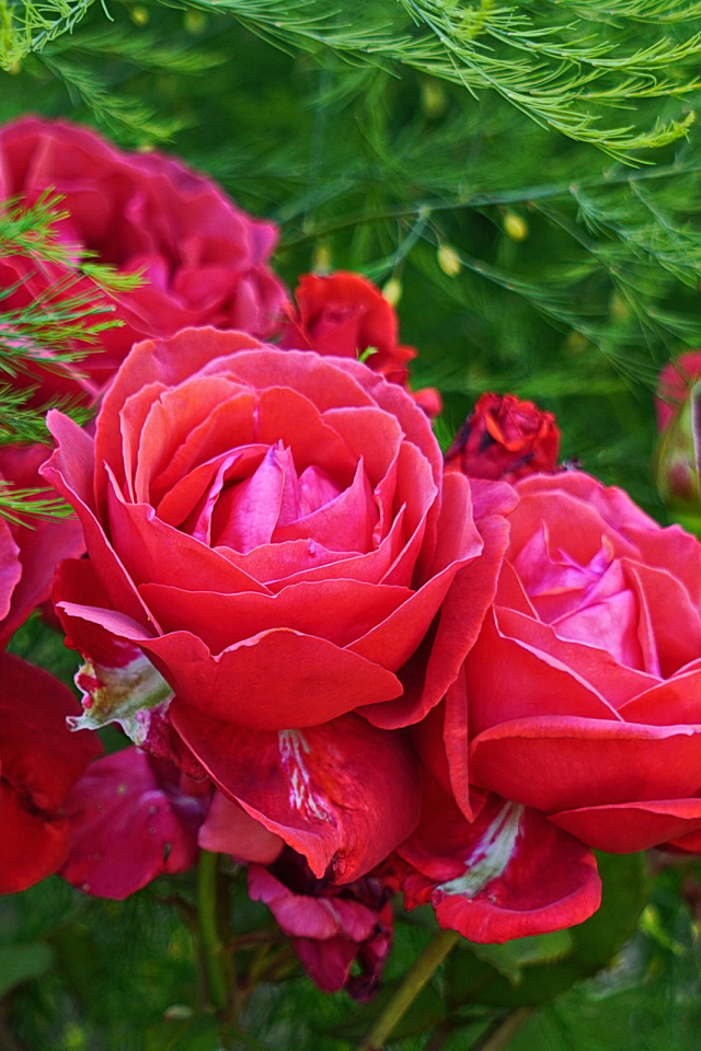 Красные садовые розы на клумбе с зелеными листьями