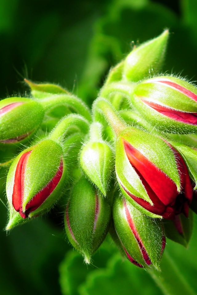 Красные цветы герани распускаются 