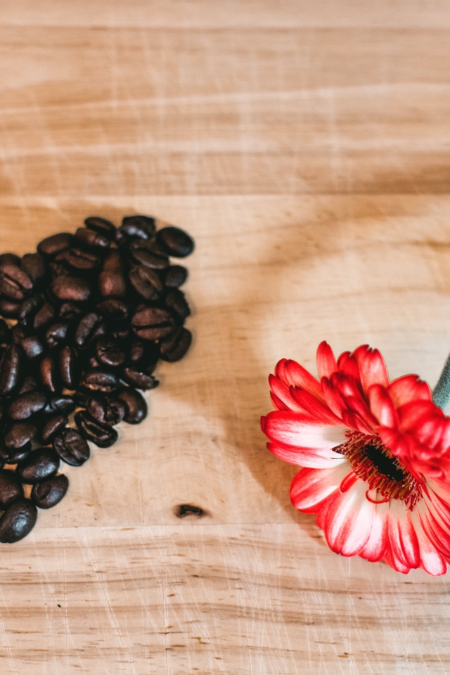 Красная гербера и сердце из кофейных зерен на столе 