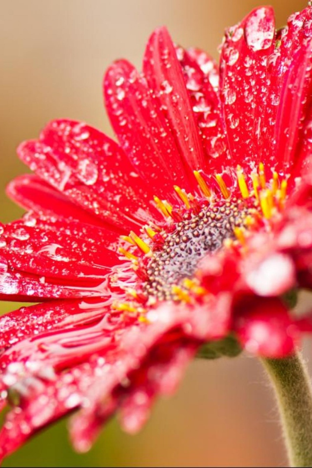 Красный цветок герберы с мокрыми лепестками