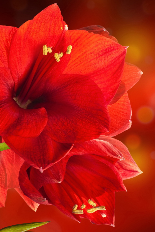 Красные комнатные цветы амариллис крупным планом
