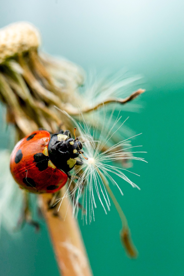 Красная божья коровка на одуванчике