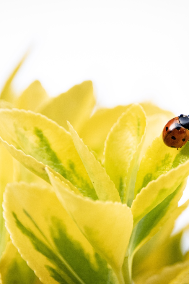 Красная божья коровка на зеленых листьях 