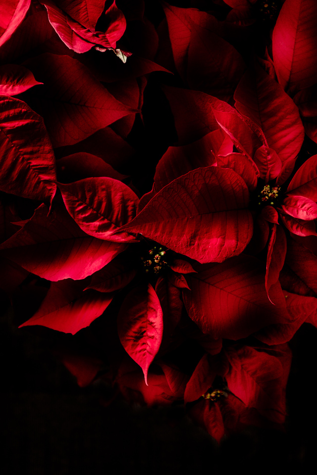 Красные листья комнатного молочая на черном фоне 