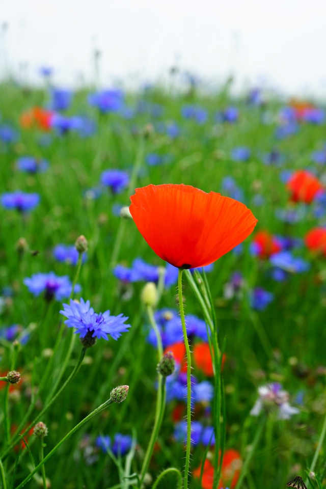 Красные маки и голубые васильки в поле 