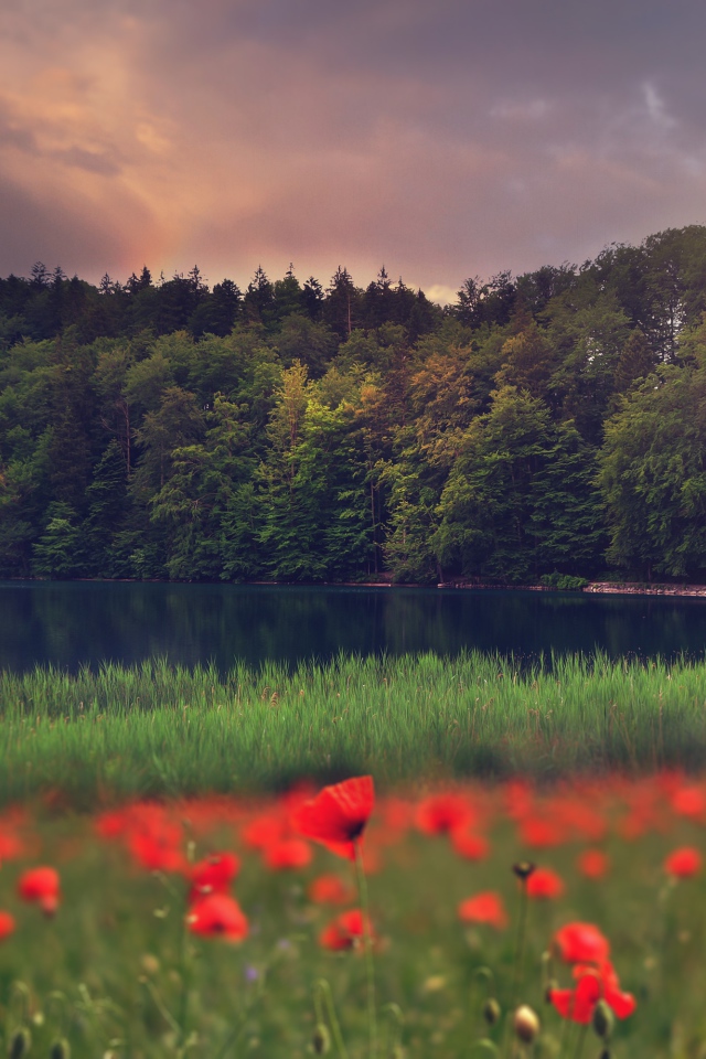 Красные маки растут на берегу лесного озера 