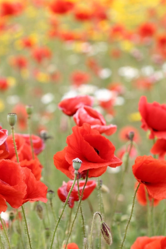 Красные маки в поле летним днем