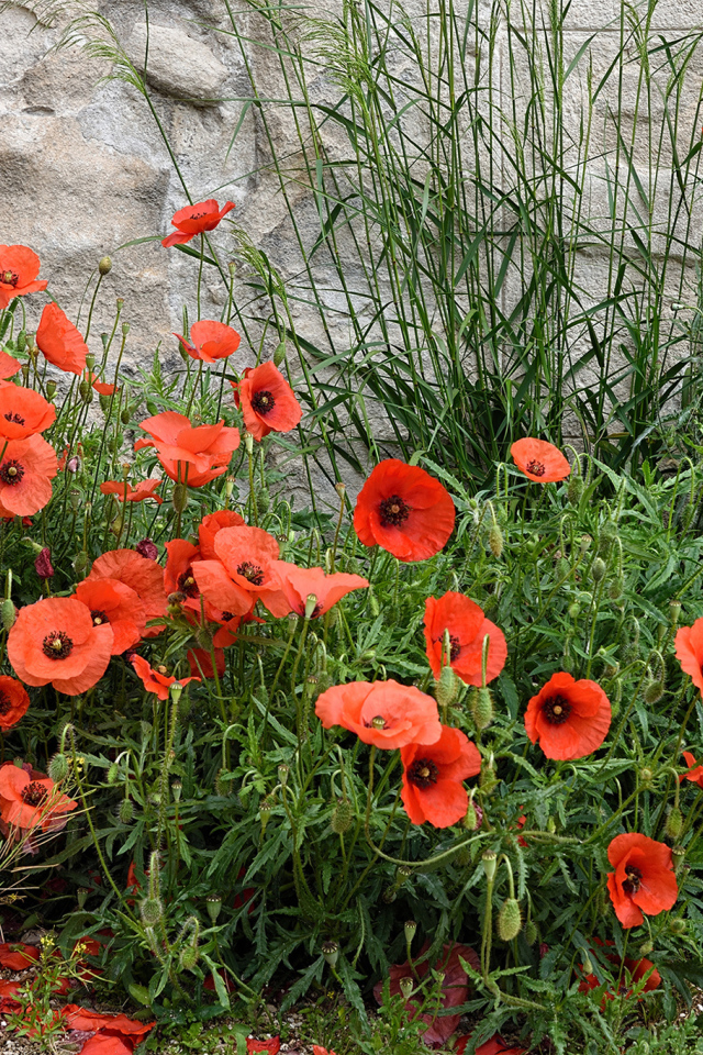 Красные маки в зеленой траве у стены 