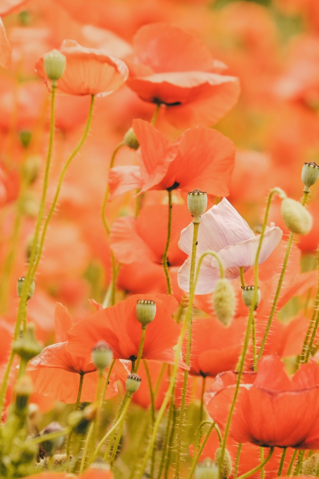 Красные маки на поле крупным планом