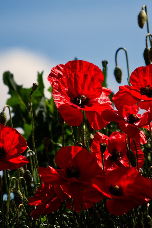 Красные маки с бутонами под голубым небом в лучах солнца
