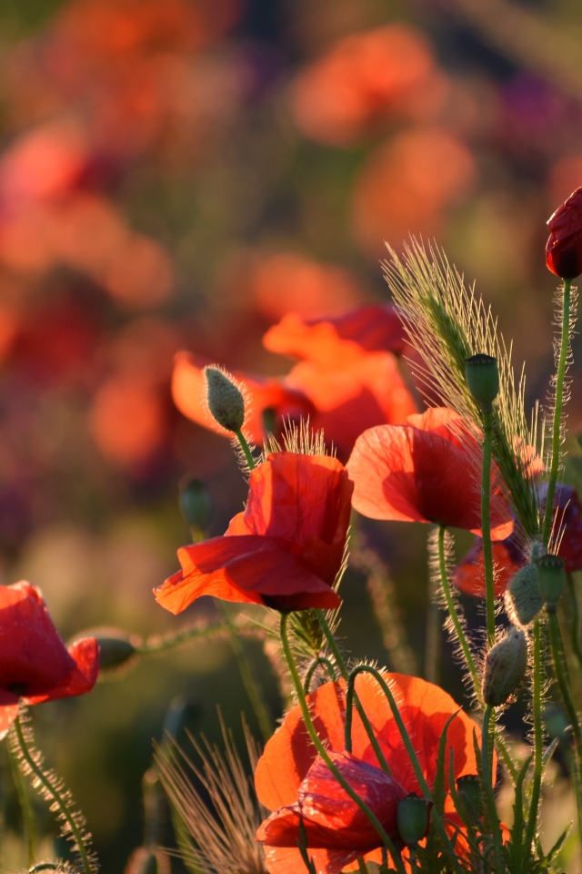 Красные маки с зелеными колосками в лучах солнца