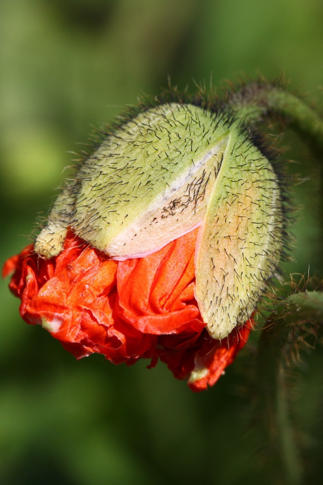 Бутон красного мака в лучах солнца