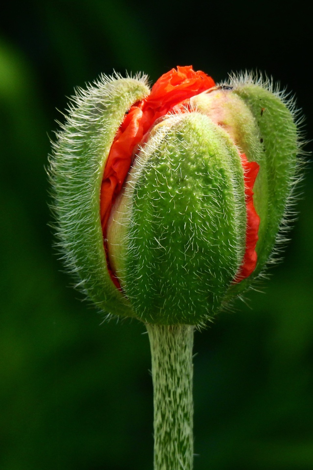 Цветок красного мака распускается на клумбе