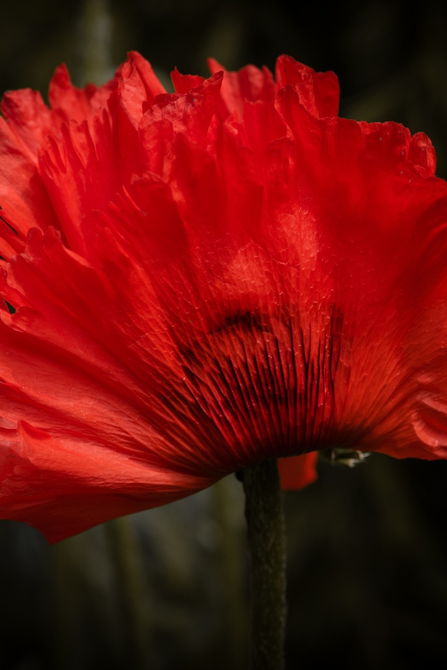 Красный цветок мака крупным планом 