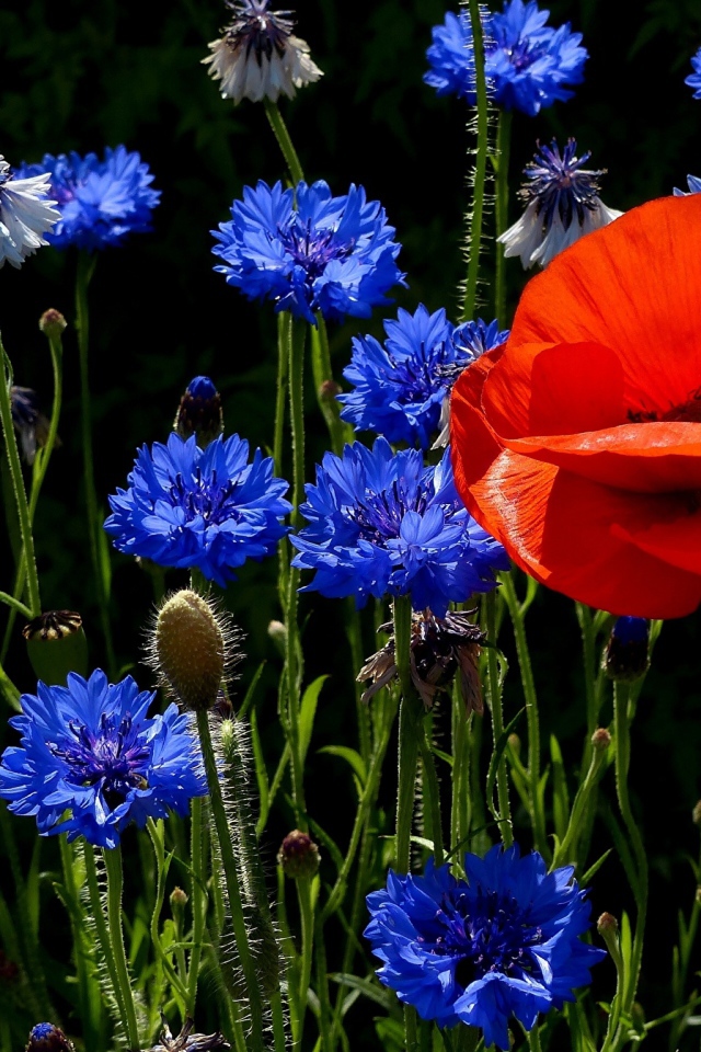 Красный мак на поле с голубыми васильками 