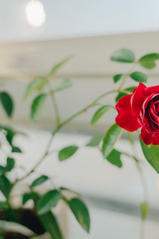 Красная комнатная роза в доме