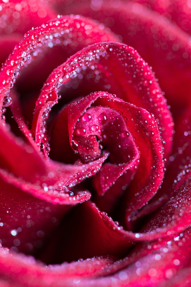 Красная роза в каплях росы крупным планом