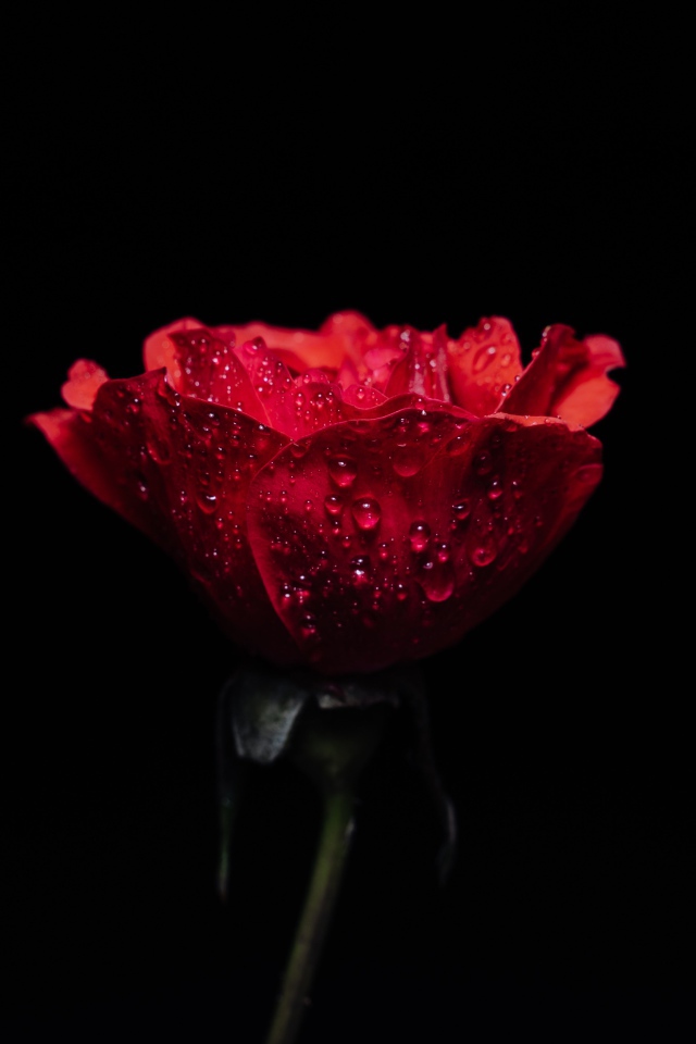 Красная роза в каплях росы на черном фоне