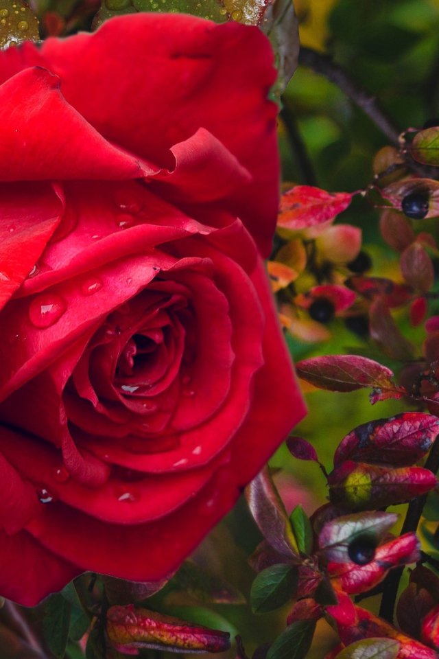 Красная роза в каплях дождя с черными ягодами