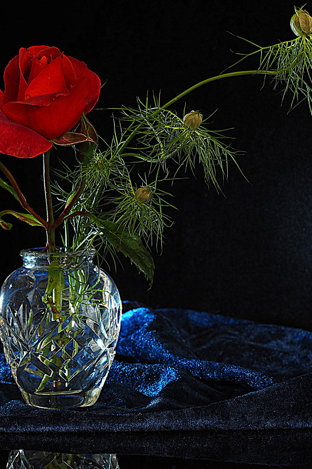 Красная роза с бутонами в стеклянной вазе на черном фоне