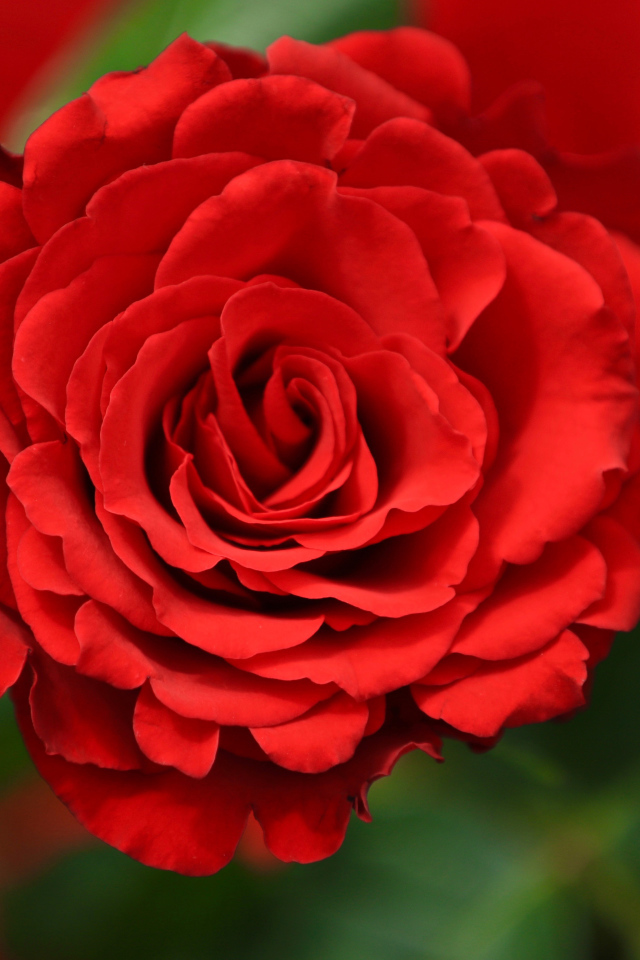 Красная роза с лепестками крупным планом 