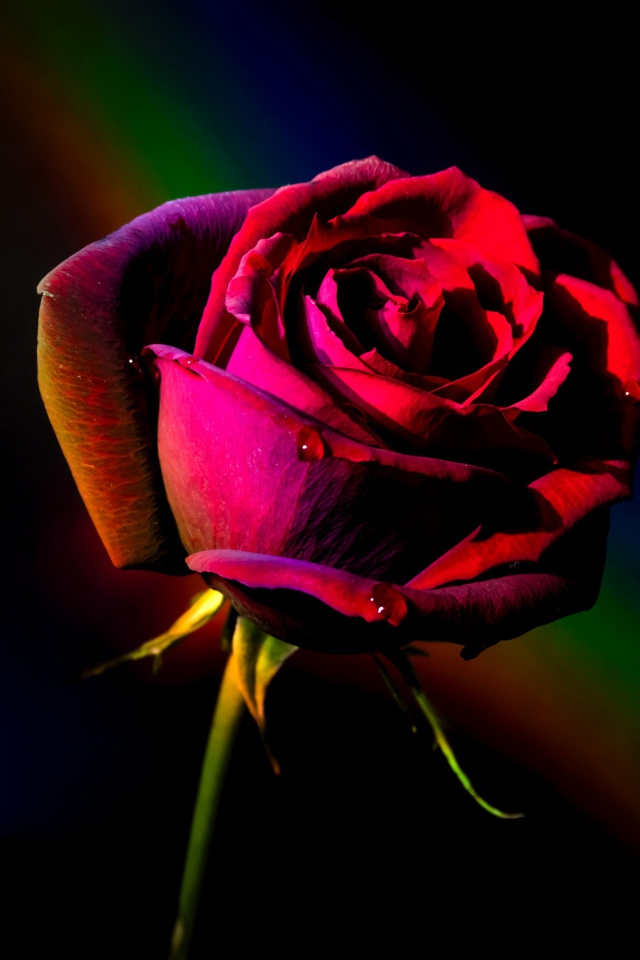 Красная роза с радужным фоном