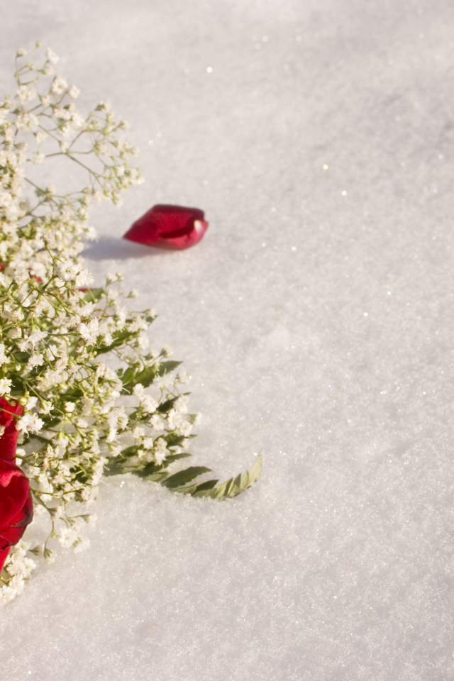 Красная роза с белыми цветами на снегу