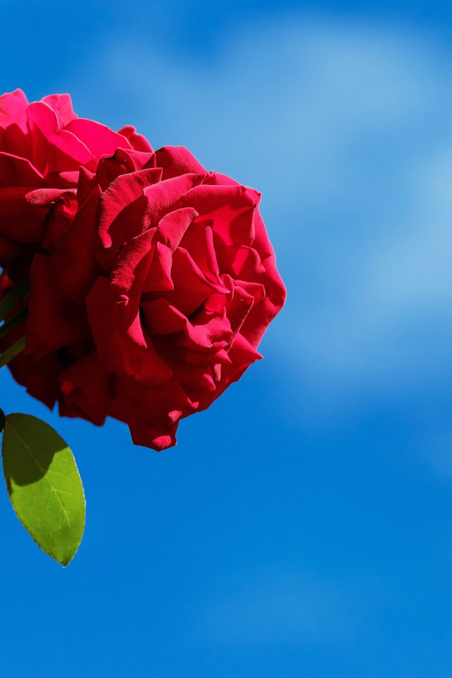 Красные розы с бутонами на фоне голубого неба