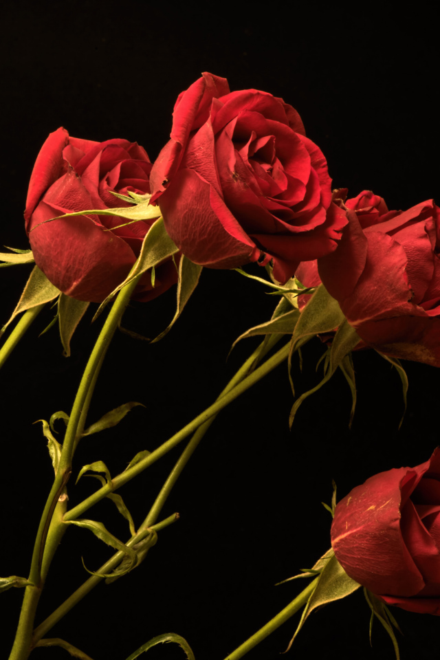 Красные маленькие розы на черном фоне