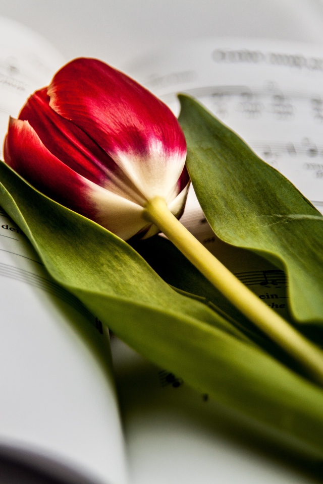 Красный тюльпан с зелеными листьями лежит на нотной тетради