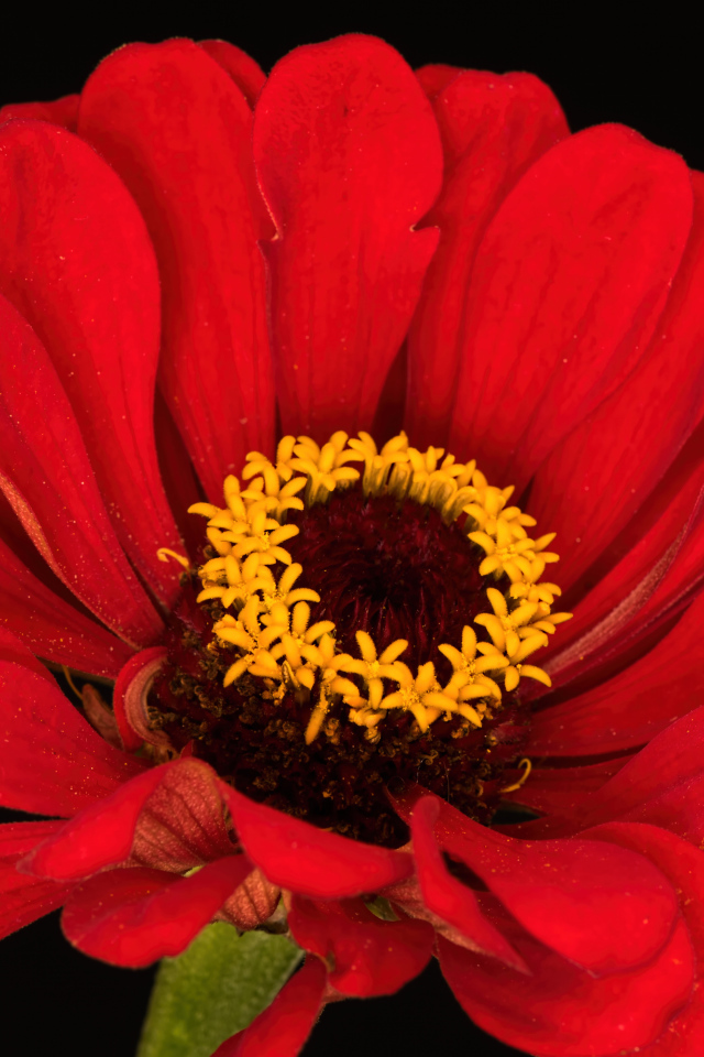 Красный цветок цинния на черном фоне