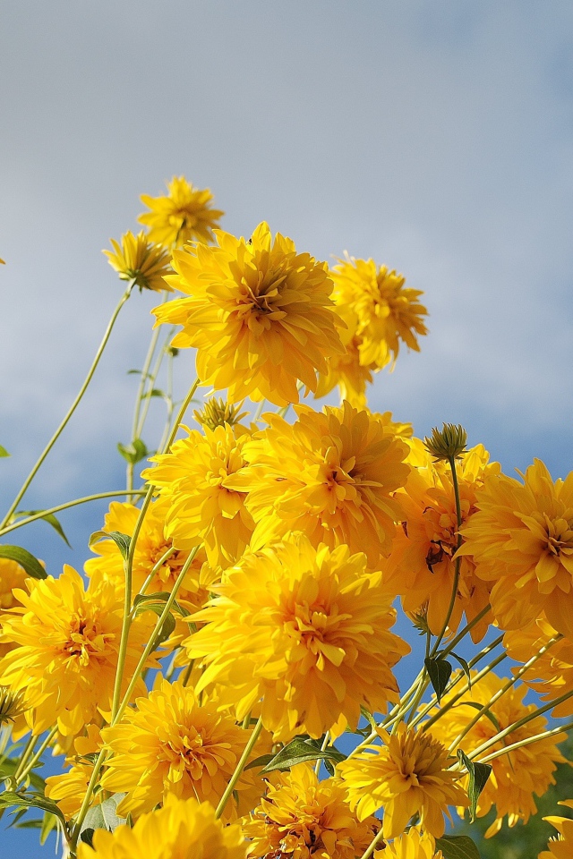 Рудбекия золотые шары на фоне неба