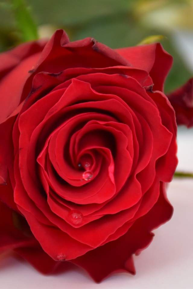 Алая роза в каплями росы на белом столе 