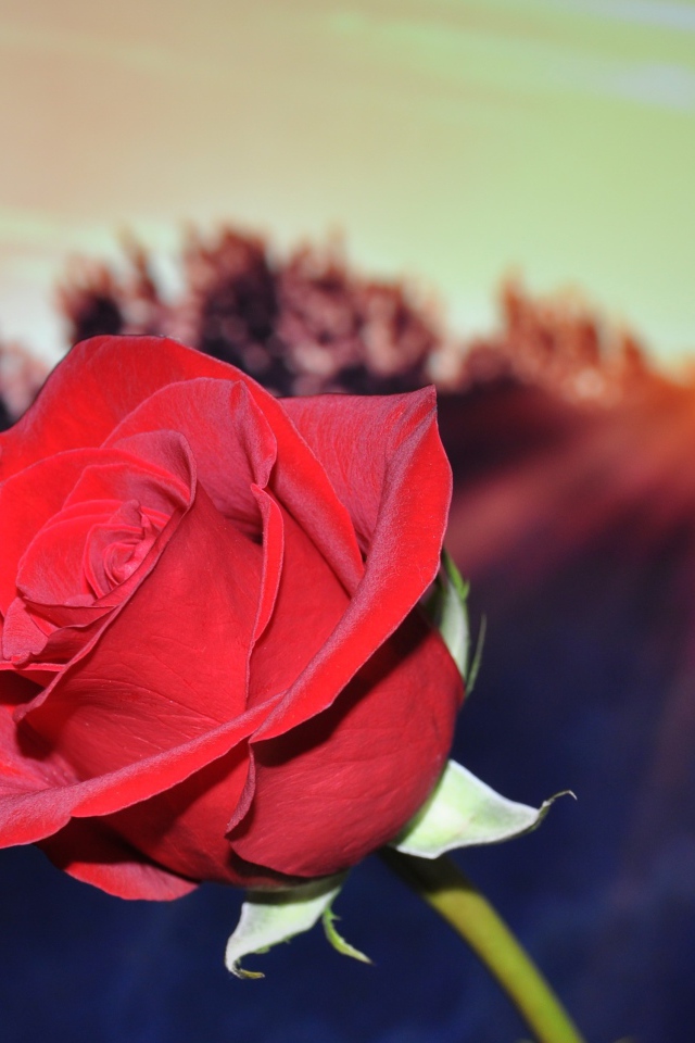 Алая роза в руке в лучах солнца