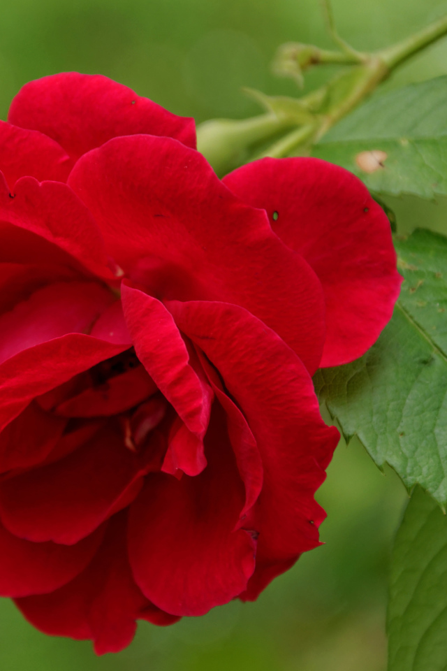 Алая роза с зелеными листьями крупным планом