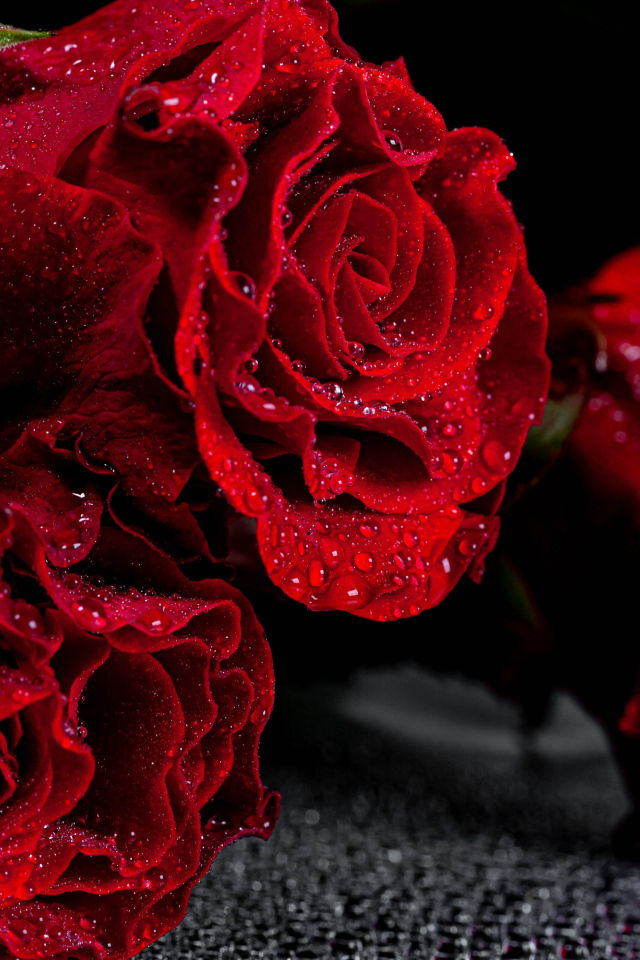 Алые розы крупным планом в каплях воды  