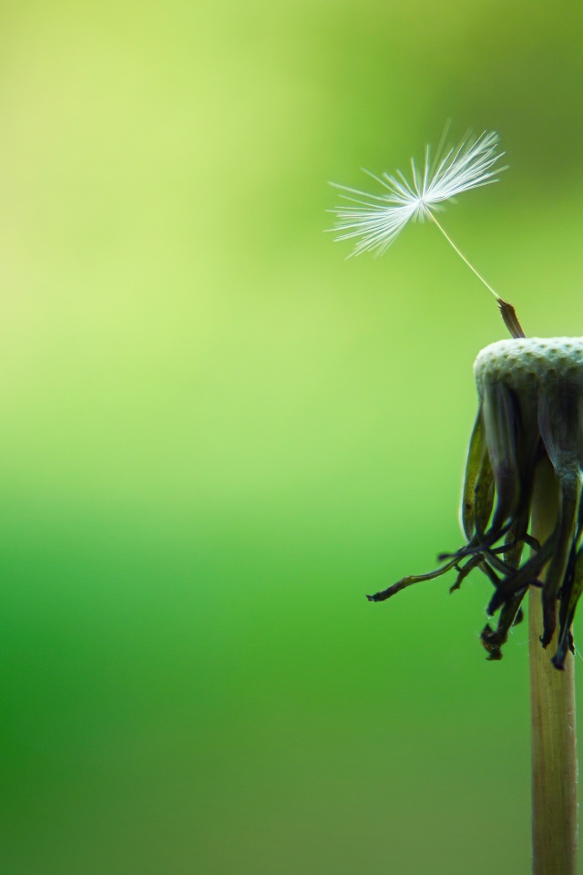 Семена облетели с одуванчика на зеленом фоне