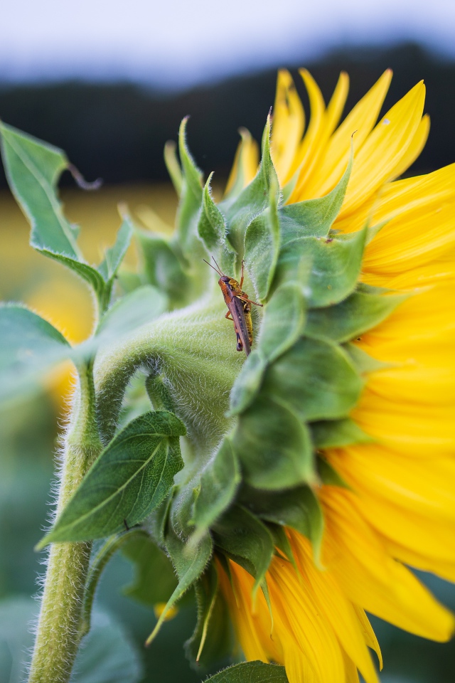 Маленький кузнечик на желтом цветке подсолнуха