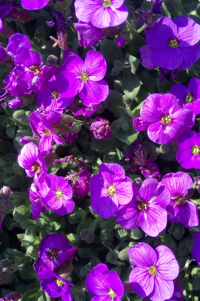 Мелкие сиреневые цветы Обриета в лучах солнца