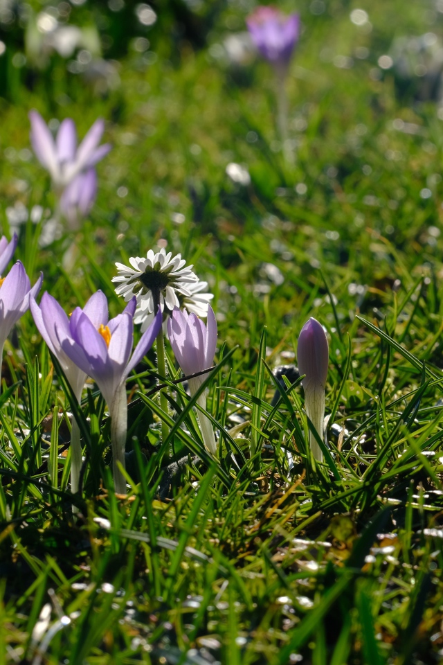 Маленькие сиреневые цветы крокуса на зеленой траве