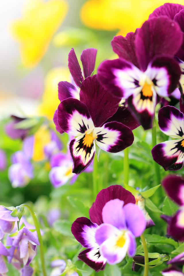 Маленькие цветы анютины глазки крупным планом 