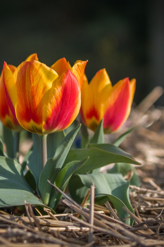 Маленькие тюльпаны цветут в саду весной