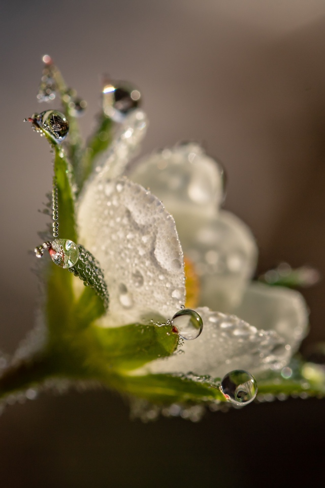 Маленький белый цветок в каплях роса крупным планом