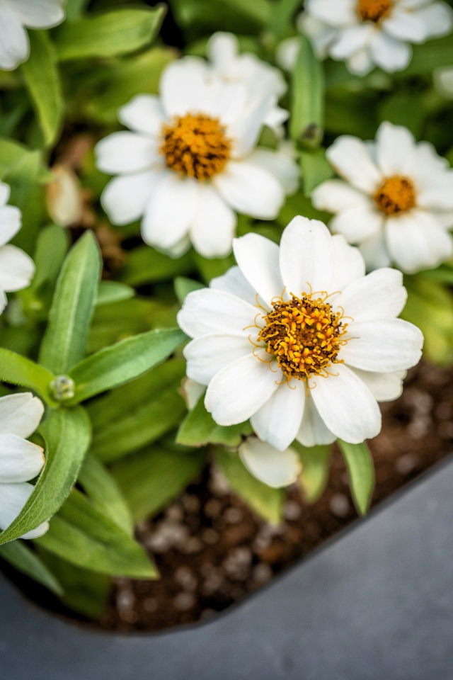 Маленькие белые цветы в кашпо на окне