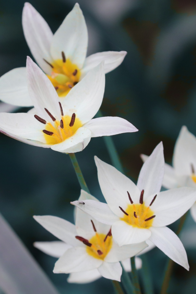 Мелкие белые цветы дикого тюльпана 