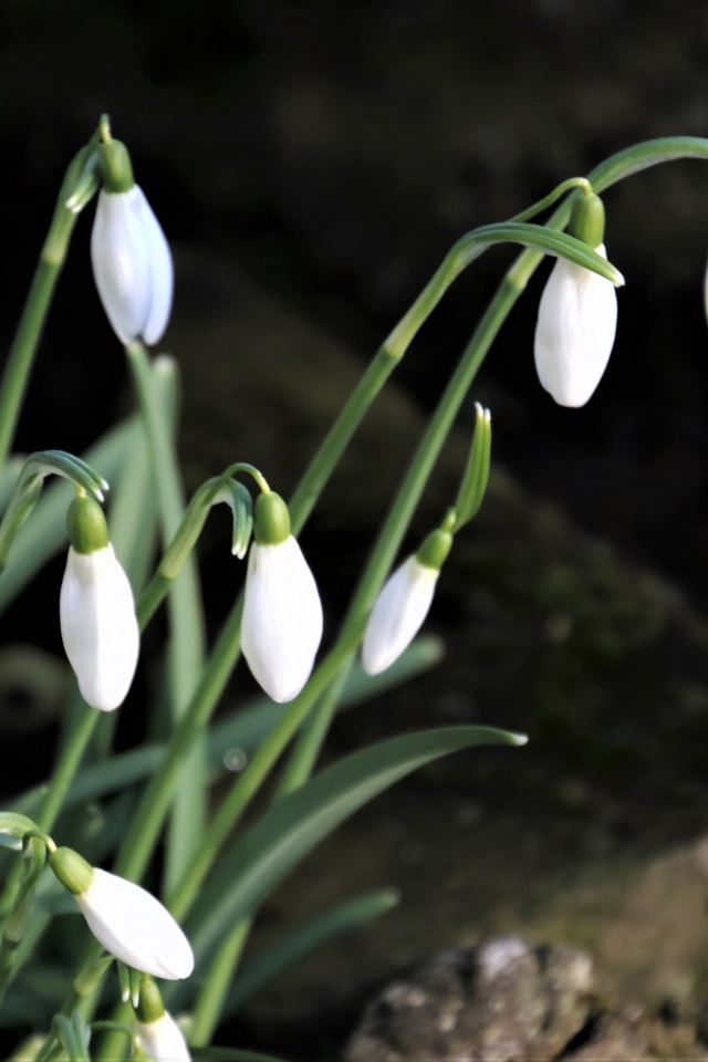 Маленькие белые весенние подснежники в лесу 