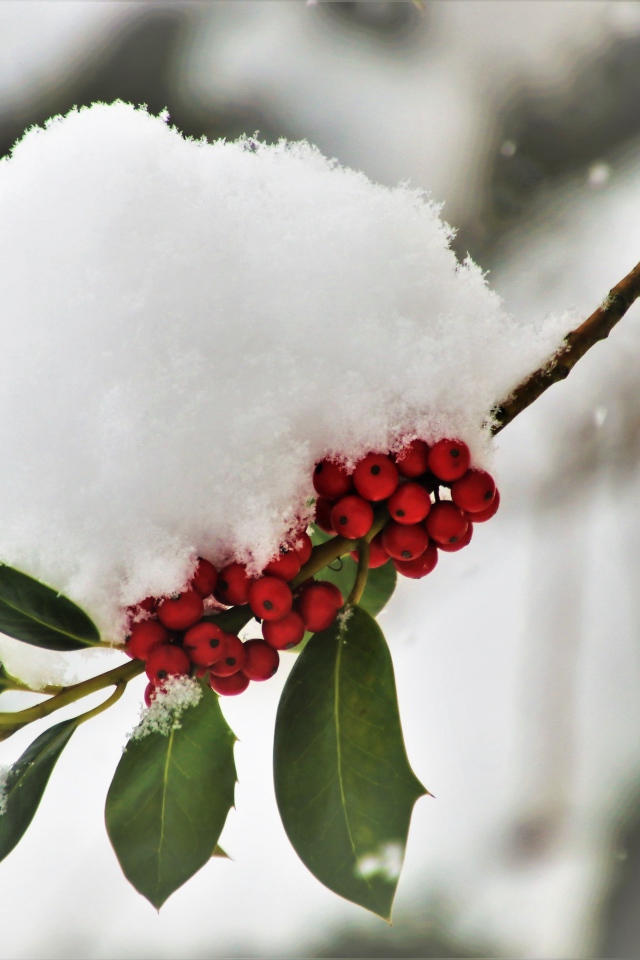 Snow lies on a branch with red berries